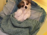 Yavru Morkie