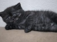 British shorthair 2 aylık