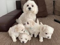 Bebek Yüz Maltese Malta Terrier Bebekler Geldi