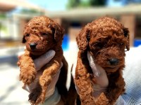 Toy poodle yavrularımız inanılmazlar
