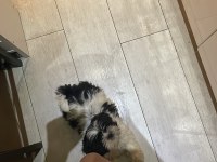 Shih tzu köpeğimi sahiplendirme istiyorum
