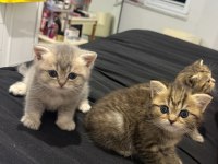 Kedimiz tabby kızımız yuvasını arıyor