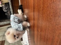 2 aylık ilk aşıları yapılmış pomeranian