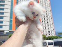 Harika iran kedisi bebeklerimiz