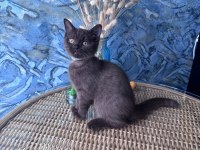 British shorthair nadir bulunan chocolate erkek yavru