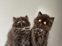 British longhair yavrularımız