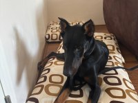 Yakışıklı Doberman Köpeği