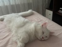 Ücretsiz Chinchilla Kedimizi Sahiplendiriyoruz
