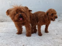 Teacup red brown poodle