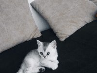 British shorthair yavrular