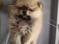 Pomeranian Boo Üst Kalite tea cup Dişi ve Erkek