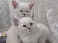 Evcil british shorthair