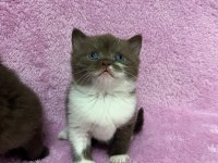 Cinnemon british shorthair bebeklerim A kalite