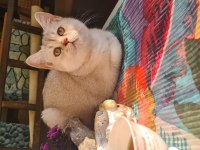 Bursa yavru british shorthair