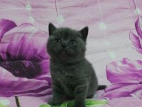 Mükemmel british shorthair bebekler ırk garantili