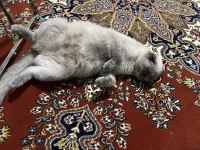 Taşınmak zorunda olduğumdan scottish fold