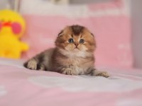 Safkan babyface sıfır kulak scottish fold erkek