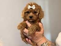 Minicik toy poodle kızlar