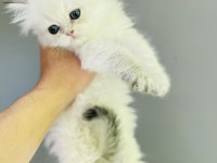 Ay 1133 british longhair dişi