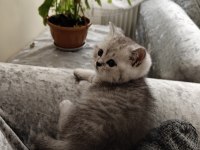 British Shorthair Silver Yavru