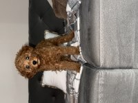 Poodle 2,5 aylık