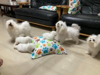 BABYFACE KÜT BURUN ERKEK VE DİŞİ KÖPEĞİMİZ