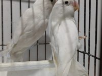 Albino takım sevda papağanı