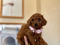 Toy Poodle Safkan Yavrular