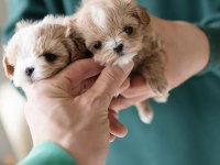 Yarışma Düzeyi Kore Micro Boy Maltipoo Cindy
