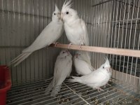 Albino sultan yavrusu