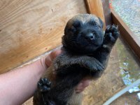 Orijinal Malinois 15 günlük Belçika Kurdu