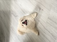 Safkan erkek pekinez yavrumuza yeni ev arıyoruz