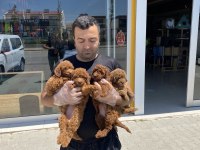 WC eğitimli toy Poodle yavrular Ankara mağazamızda 