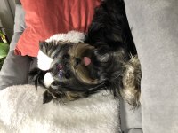 Şecereli ebeveynlerin harika yorkshire terrier kızı