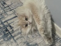 ERKEK KEDİMİZ KISIR DEĞİL