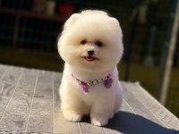 Sağlık Ve Irk Garantili Pomeranian