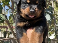Üst Kalite Irk Garantili Rottweiler Yavrular