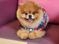 TÜRKİYENİN EN İYİSİ İDDAA EÐİYORUZ POMERANİAN