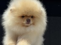 Show kalite fcı export pedigreli kore pomeranian