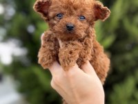 A Kalite Poodle Bebekler