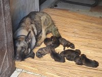TR DE TEK DULKENBURN KÖPEĞİMİZ