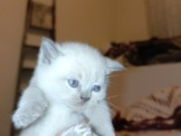 27 günlük british shorthair yavrularımız