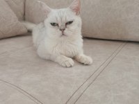 British shorthair