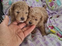 TRDE TEK TEACUP KORE MALTİPOO