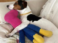 ÇOK ACİL JACK RUSSELL CİNSİ ÇOCUĞUMUZA YUVA!