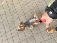 Yorkshire Terrier Oğluma Eş Arıyorum