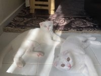 Scottish fold güzellikler