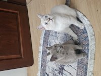 BIRBIRINDEN AYIRMAMAK ŞARTI ILE KEDİLER