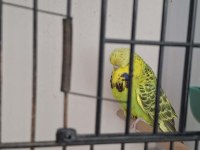 SHOW JUMBO VASIFLI TAKIM MUHABBET KUŞU