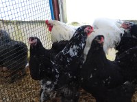 BLACK MODLED BRAHMA KULUÇKALIK YUMURTA & CİVCİV